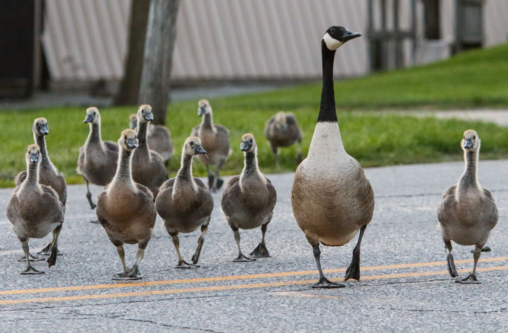 The Walk